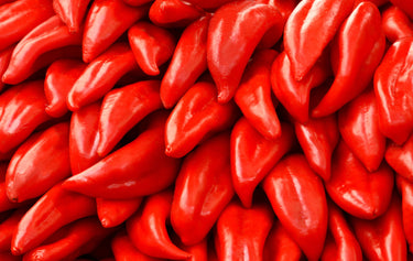 100 BIG JIM PEPPER Green to Red Big 12